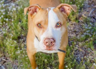 10 «найстрашніших» порід собак: репутація проти реальності