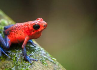 12 барвистих видів жаб: від намальованих візерунків до рідкісних відтінків