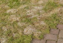 Як сніг впливає на ваш газон: причини, ознаки та профілактика