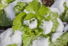 Ранній посів: 9 насінин, які потрібно посіяти зараз, щоб перемогти весну