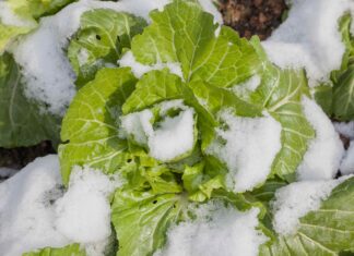Plantio antecipado: 9 sementes para começar agora e começar na primavera