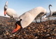 Групи лебедів: поза простою «зграєю»