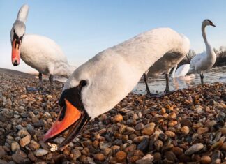 Групи лебедів: поза простою «зграєю»