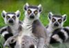 A Conspiracy of Lemurs: Why These Primates Have Such a Suspicious Name