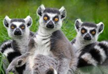 A Conspiracy of Lemurs: Why These Primates Have Such a Suspicious Name