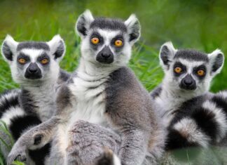 Заговор Лемуров: Почему Эти Приматы Получили Такое Подозрительное Название
