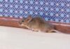 Deixe seu quarto à prova de inverno: dicas de especialistas para manter os ratos afastados