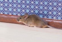 Deixe seu quarto à prova de inverno: dicas de especialistas para manter os ratos afastados