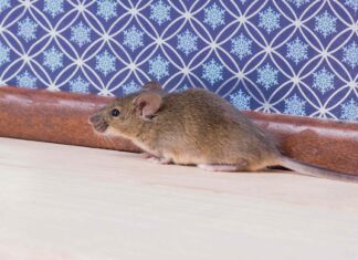 Deixe seu quarto à prova de inverno: dicas de especialistas para manter os ratos afastados
