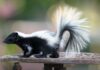 A Surfeit of Skunks: o nome surpreendentemente específico para um grupo