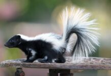 A Surfeit of Skunks: o nome surpreendentemente específico para um grupo
