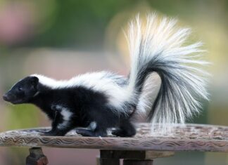 A Surfeit of Skunks: o nome surpreendentemente específico para um grupo