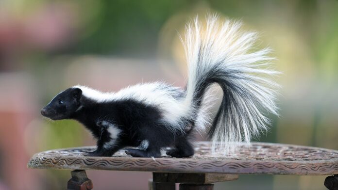 e062ce5b-c769-4770-aa73-e16851c7c0f0