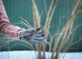 Avoid Winter Pruning: 15 Plants That Thrive Untouched