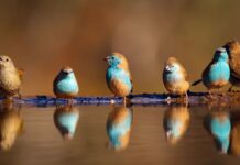 Зграя щиглів: поетична збірна назва цих живих птахів