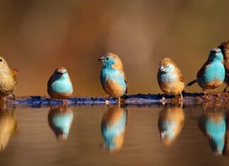 Зграя щиглів: поетична збірна назва цих живих птахів