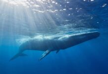 Чому сині кити мовчать?