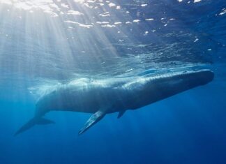 Чому сині кити мовчать?