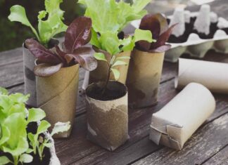 Перетворіть Сад на Центр Переробки: Винахідливе Використання Рулонів від Туалетного Паперу