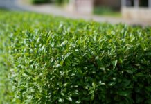 The Privet Dilemma: Why Gardeners Are Reconsidering a Classic Hedge