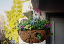 Посібник з посадки ампельних кошиків, які справді живуть