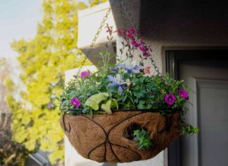 Посібник з посадки ампельних кошиків, які справді живуть