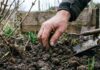 Посадка ранніх весняних овочів: 6 морозостійких культур для посіву прямо зараз