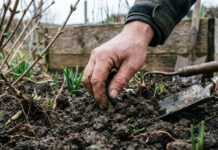 Посадка ранніх весняних овочів: 6 морозостійких культур для посіву прямо зараз