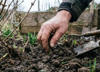 Посадка ранніх весняних овочів: 6 морозостійких культур для посіву прямо зараз