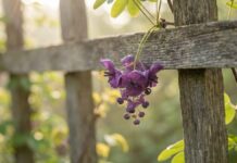 Як посадити Akebia quinata, щоб укрити голий паркан