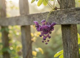 Як посадити Akebia quinata, щоб укрити голий паркан